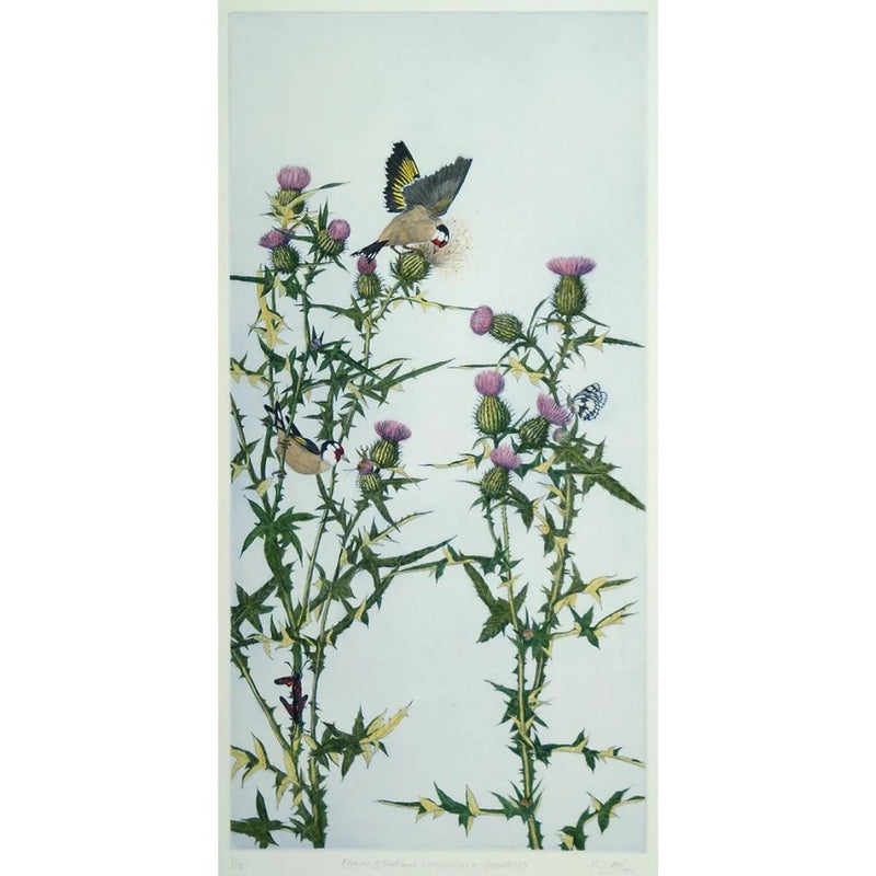 'Goldfinches on Spearthistle' Hand Coloured Etching, Framed