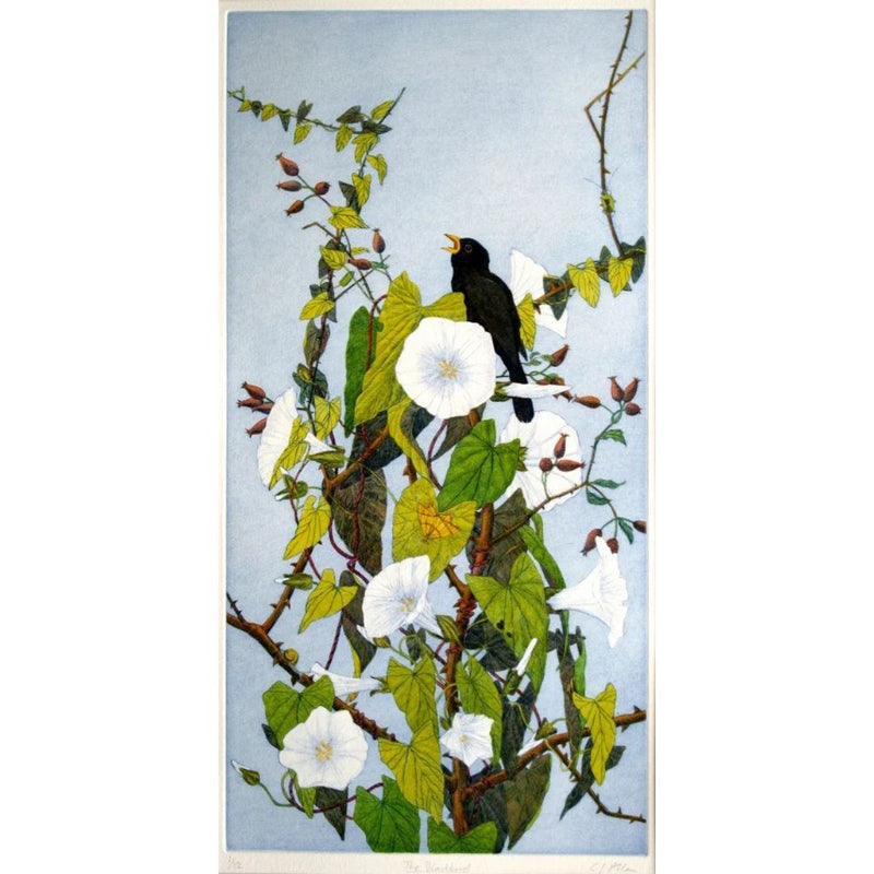'The Blackbird' Hand Coloured Etching, Framed