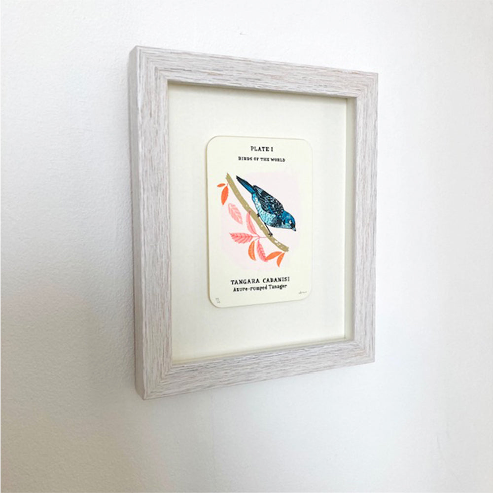 'Azure - Rumped Tanager ' Framed Screen Print
