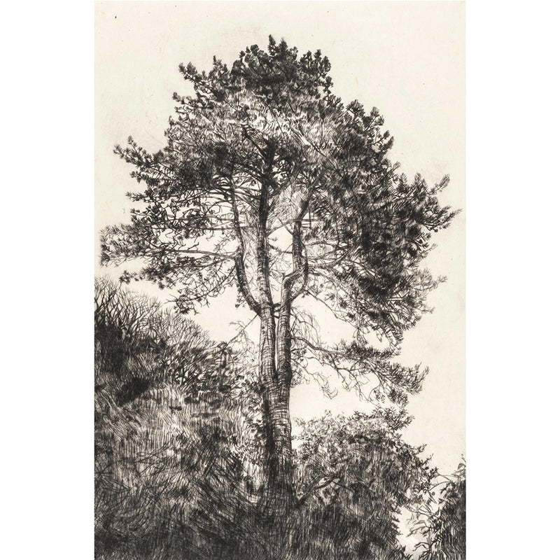 'Greville Smyth Pine' Etching, Framed or Unframed