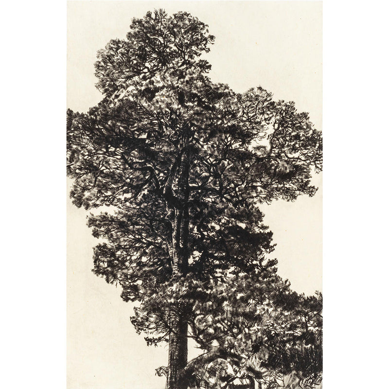 'Scots Pine' Etching, Framed or Unframed