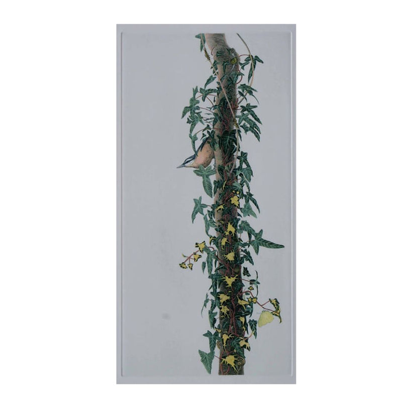 'Nuthatch' Hand Coloured Etching, Framed