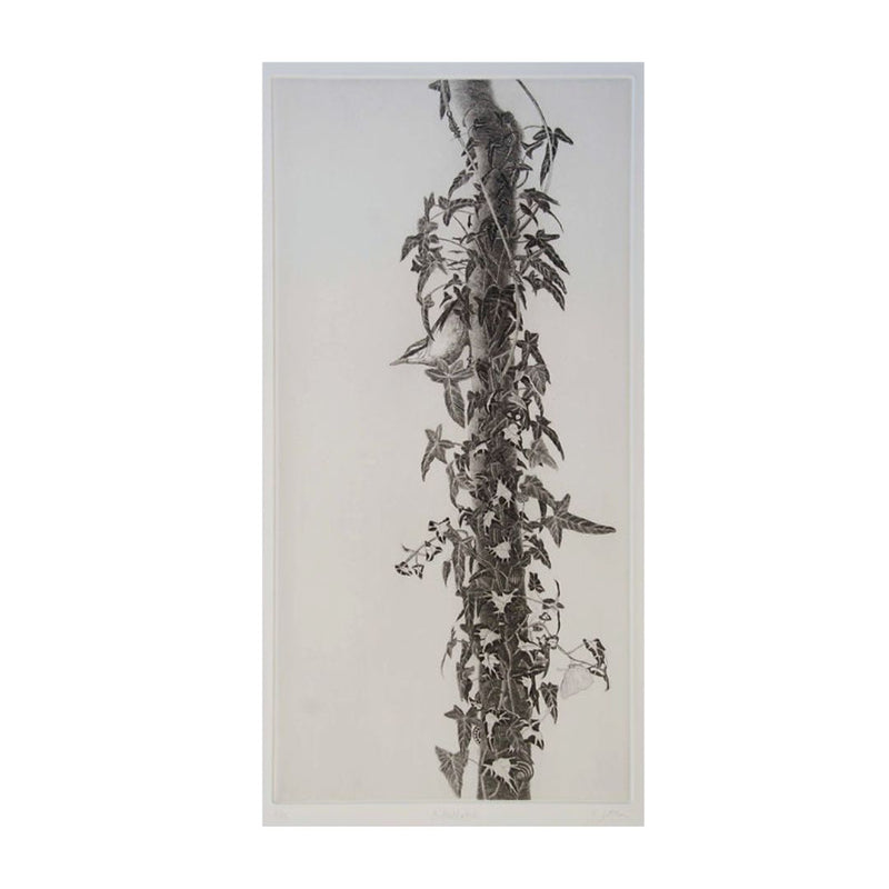 'Nuthatch' Etching, Unframed