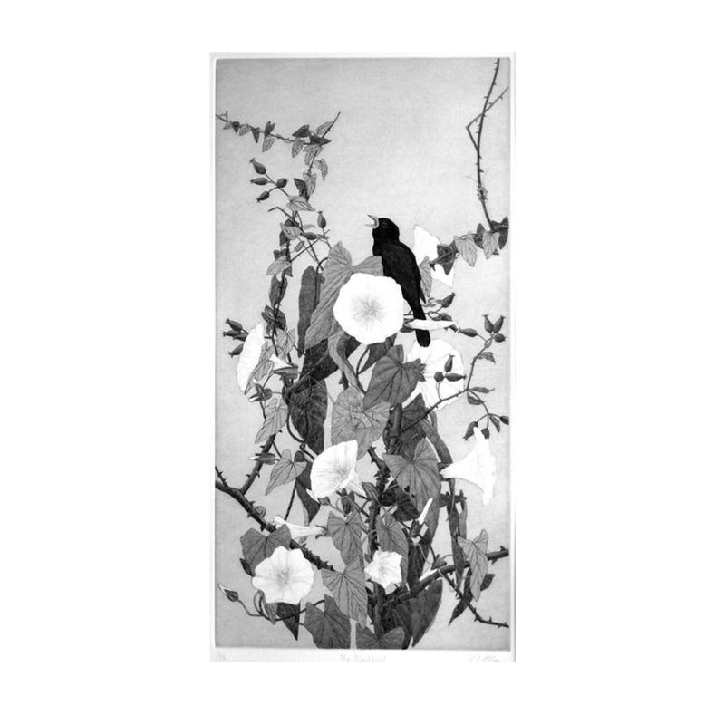 'The Blackbird' Etching, Unframed