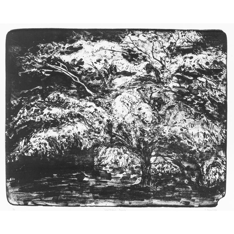 'Westonbirt Maple' Stone Lithograph, Unframed Print