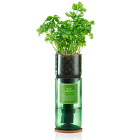 Hydro-Herb Kit : Flat Leaf Parsley