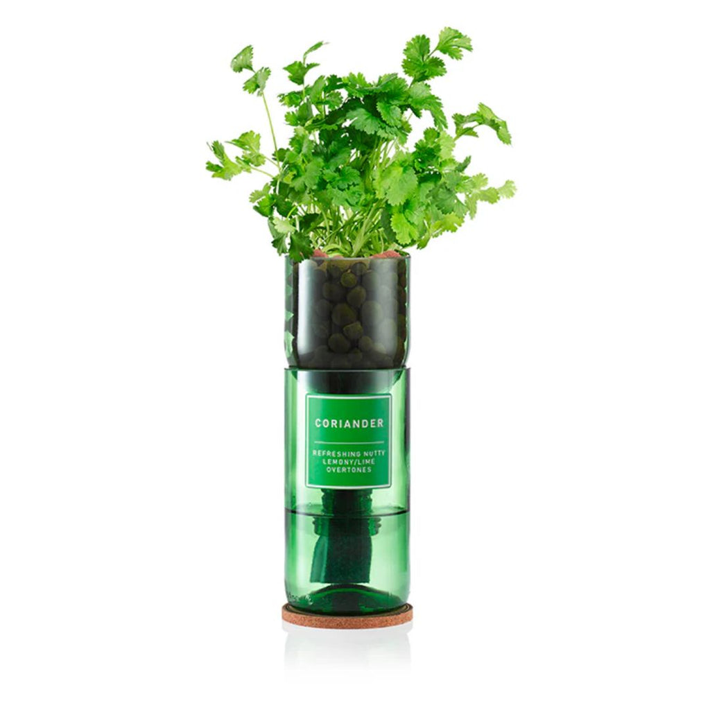 Hydro-Herb Kit : Coriander