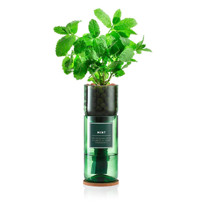 Hydro-Herb Kit : Mint