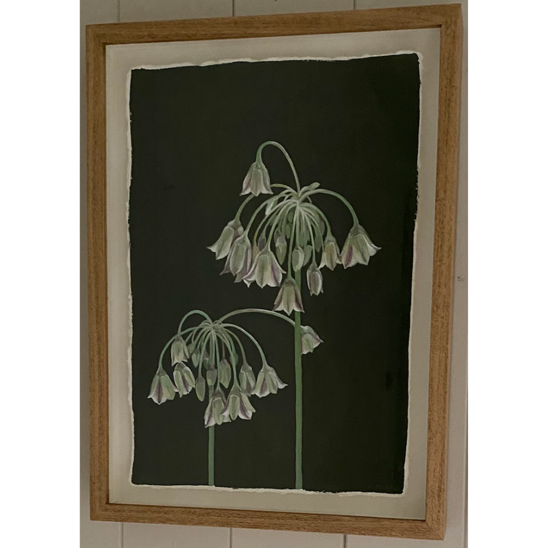 'Allium Siculum', Gouache, Framed