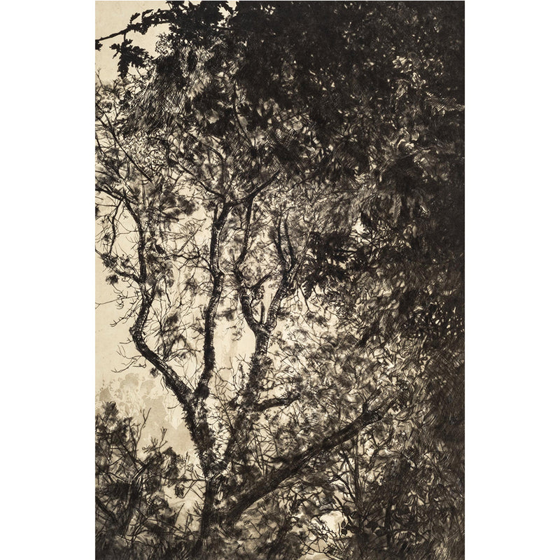 Autumn Light- Framed etching .