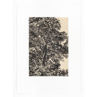 Autumn Pine- Framed or  unframed etching .