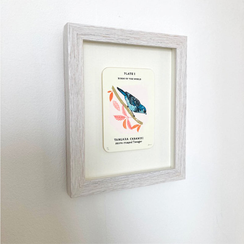 'Azure-Rumped Tanager ' Framed Screen Print