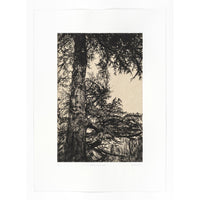 Greville Smyth Cedar - Framed or unframed etching .
