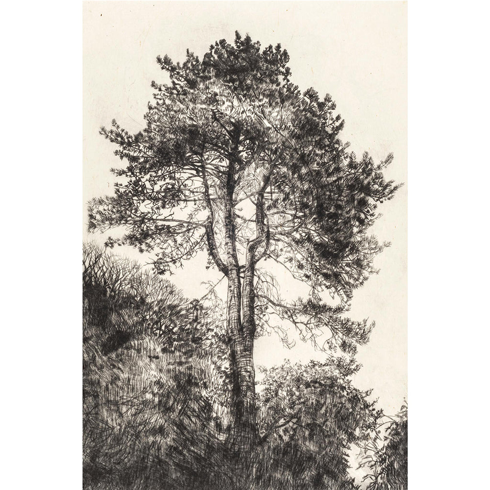 Greville Smith Pine unframed etching .