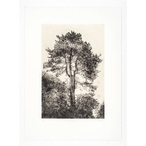 'Greville Smyth Pine' Etching, Framed or Unframed