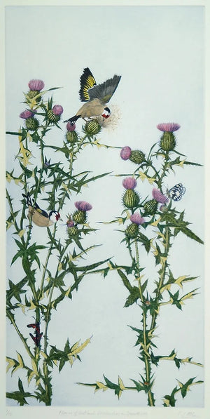 'Goldfinches on Spearthistle' Hand Coloured Etching, Framed