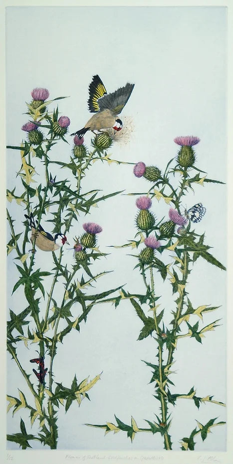 'Goldfinches on Spearthistle' Hand Coloured Etching, Framed