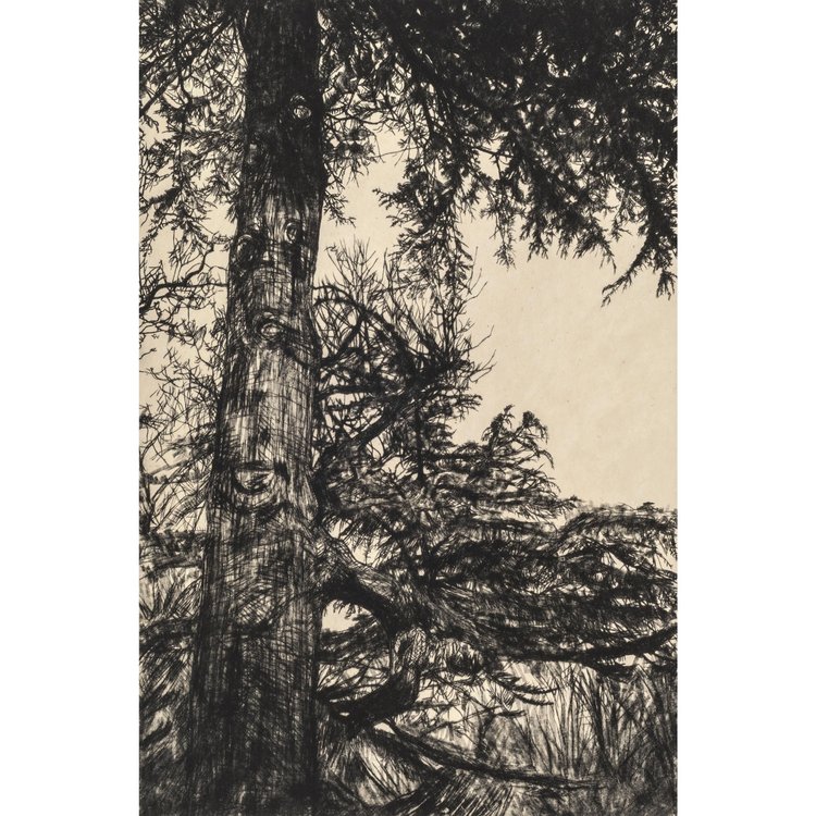 'Greville Smyth Cedar' Etching, Unframed