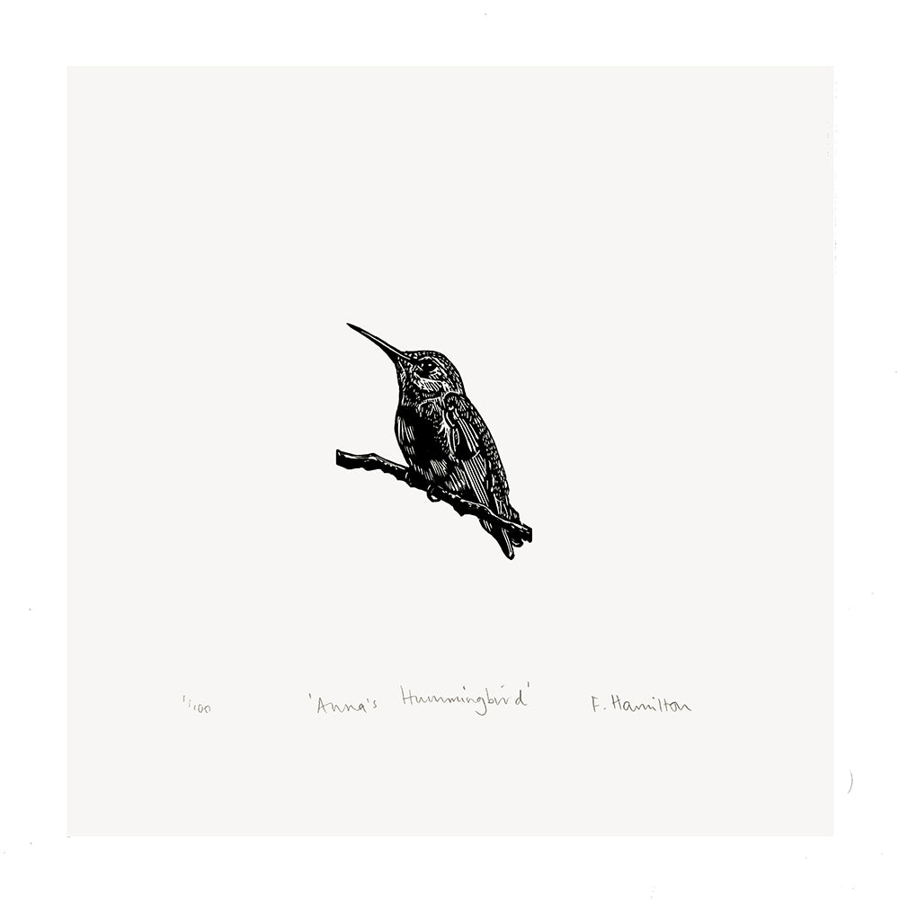 'Anna's Hummingbird' Engraving by Fiona Hamilton