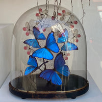 Butterfly Dome