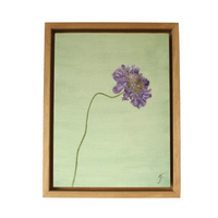 'Scabious' Oil Painting, Framed