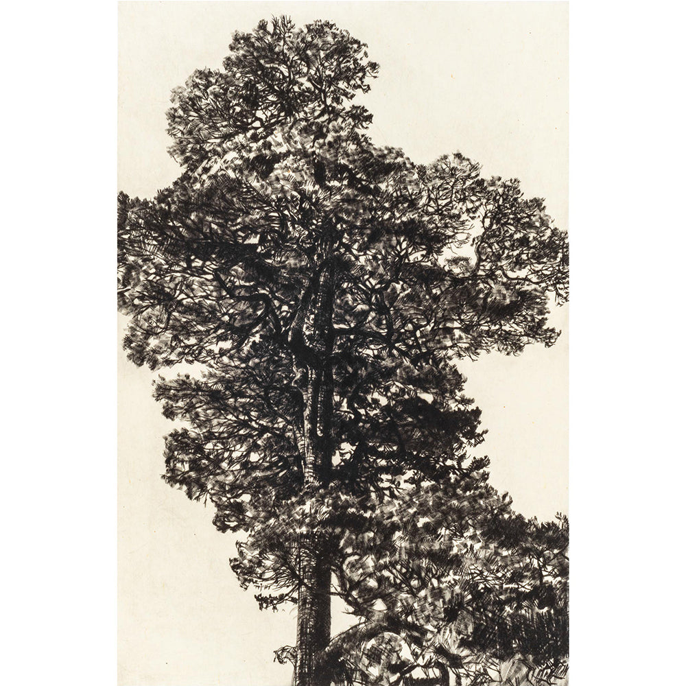 Scots Pine unframed etching .