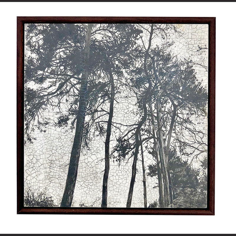 'Tall Pines' Graphite & Oil on Board, Framed