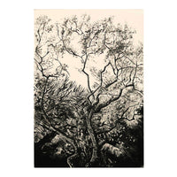 'Westonbirt Oak' Etching, Unframed, Artist Proof