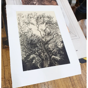 'Westonbirt Oak' Etching, Unframed, Artist Proof