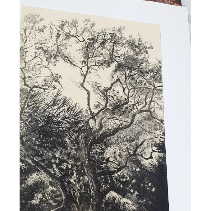 'Westonbirt Oak' Etching, Unframed, Artist Proof