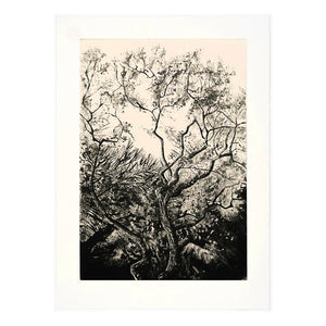 'Westonbirt Oak' Etching, Unframed, Artist Proof