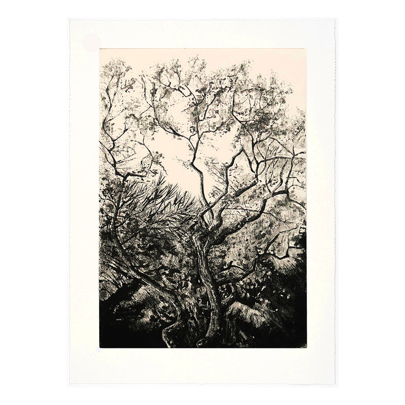 'Westonbirt Oak' Etching, Unframed, Artist Proof