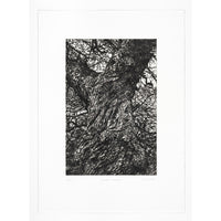 Winter Chestnut- Framed and unframed etching .
