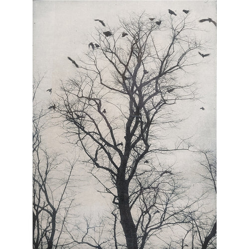'Rooks in a Spindly tree' Framed Etching