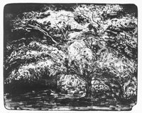 'Westonbirt Maple' Stone Lithograph, Unframed Print