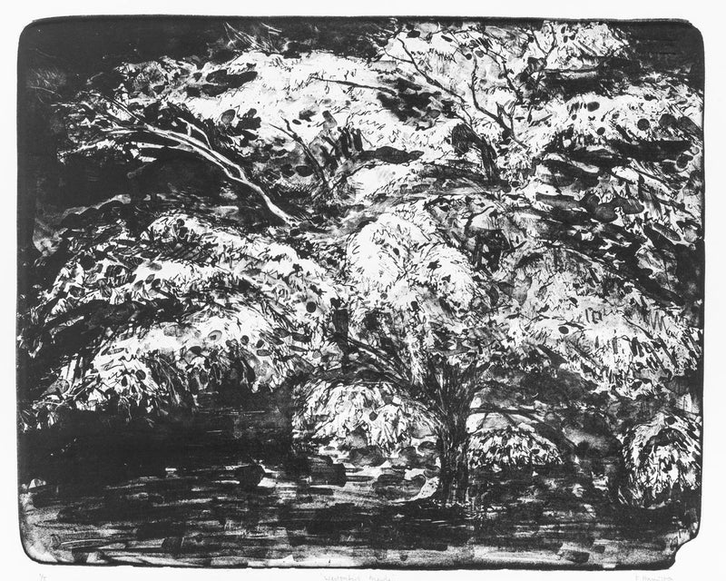 'Westonbirt Maple' Stone Lithograph, Unframed Print