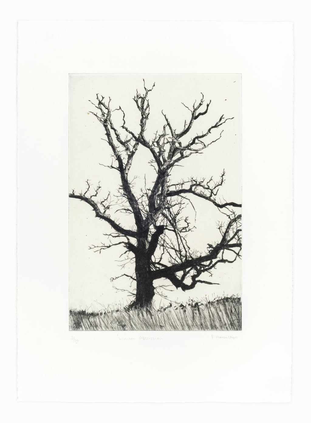 'Winter Abscission' Etching, Unframed