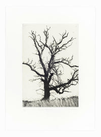 'Winter Abscission' Etching, Unframed