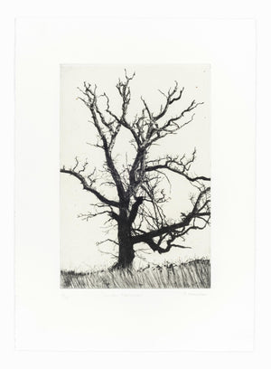 'Winter Abscission' Etching, Unframed