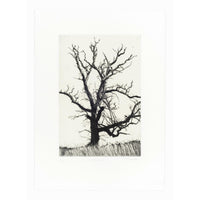 'Winter Abscission' Etching, Unframed