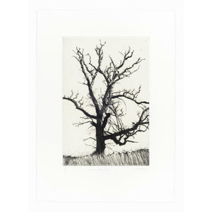'Winter Abscission' Etching, Unframed