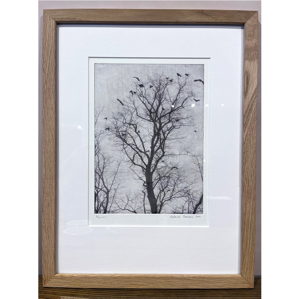 'Rooks in a Spindly tree' Framed Etching