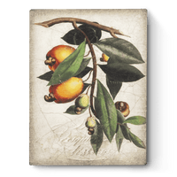 Cashew Apple T446 - Sid Dickens Memory Block