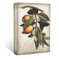 Cashew Apple T446 - Sid Dickens Memory Block